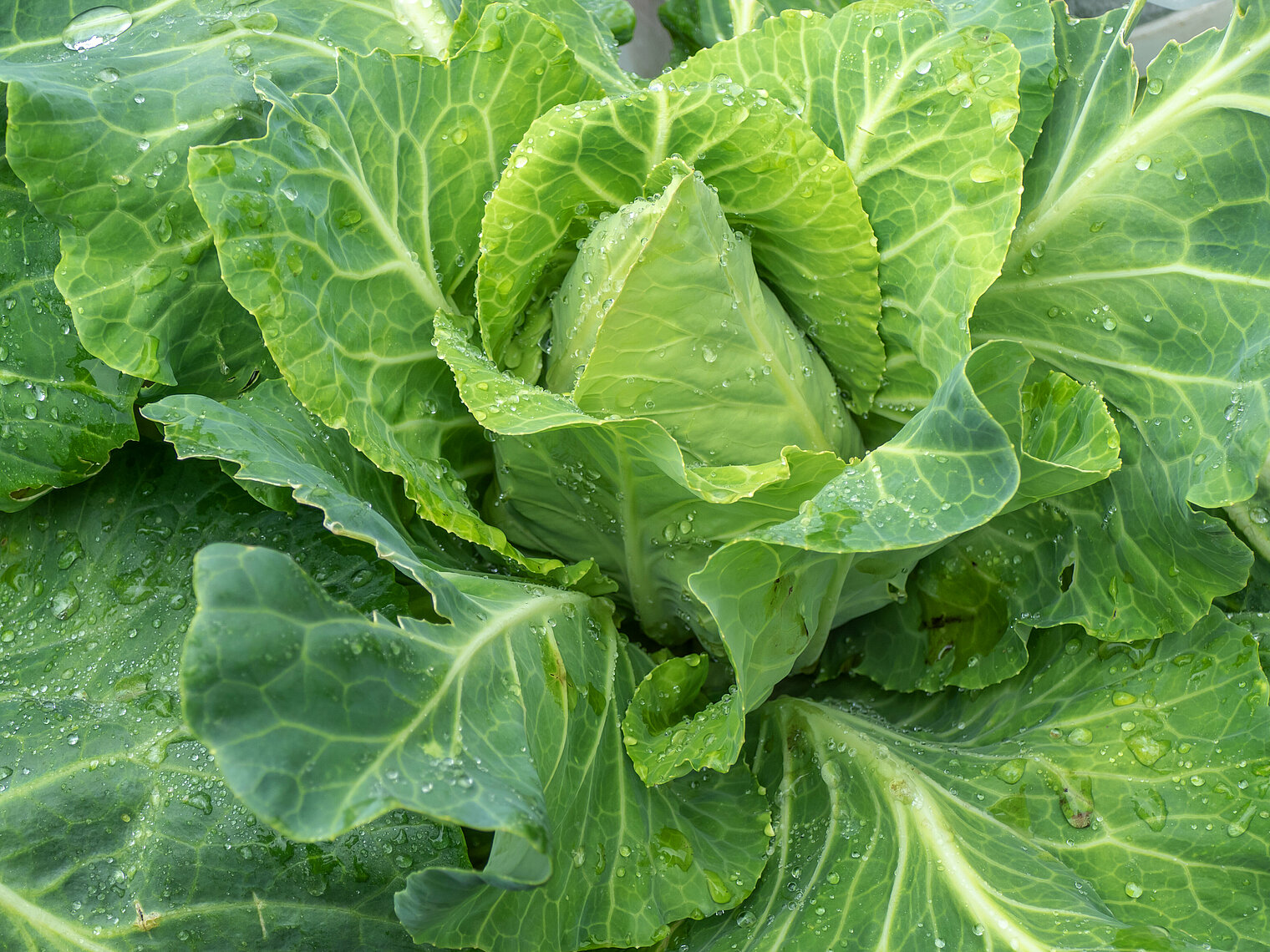 Pointed cabbage cultivation