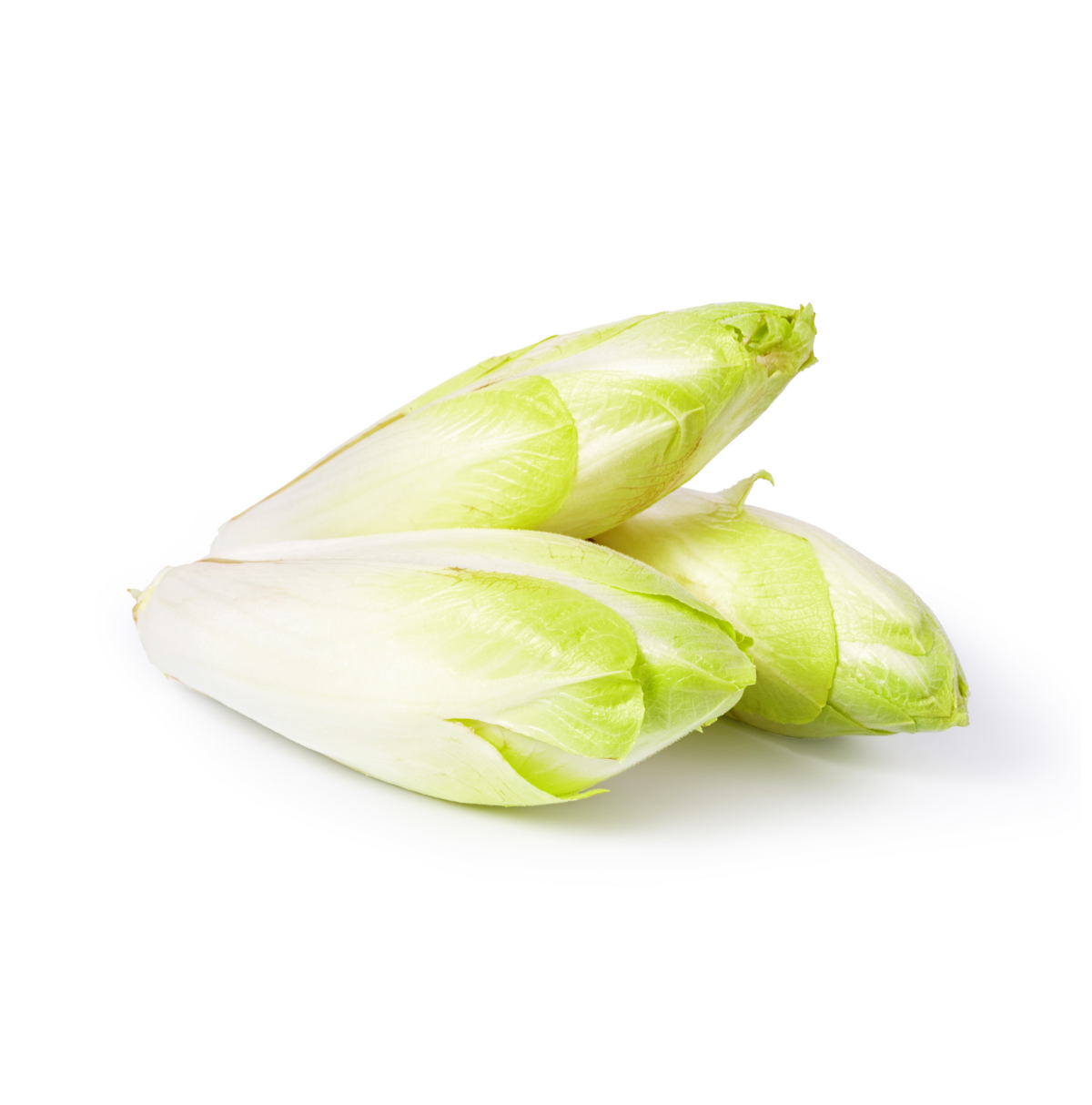 Witlof teelt voor de beste witlof Witlof teelt voor de beste witlof