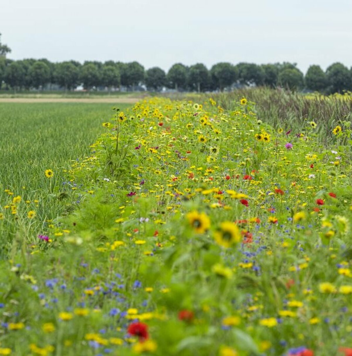 Innovatieve en duurzame groenteteelt Innovatieve en duurzame groenteteelt