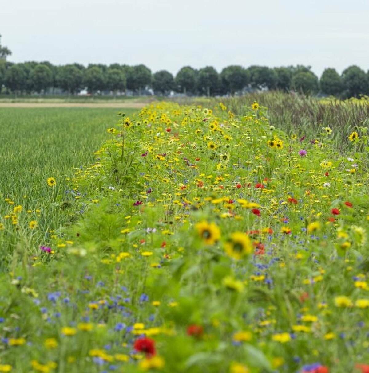 Innovatieve en duurzame groenteteelt