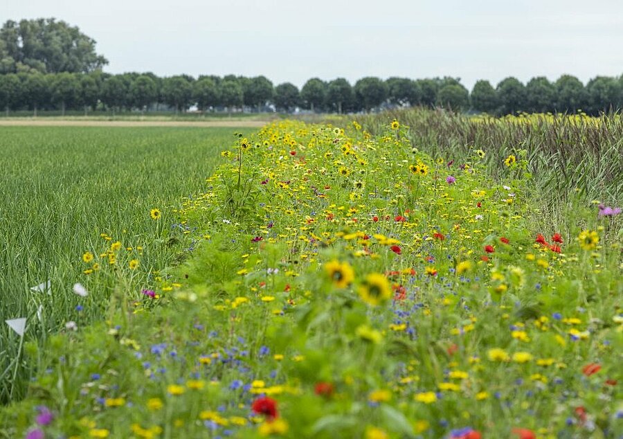 Innovatieve en duurzame groenteteelt