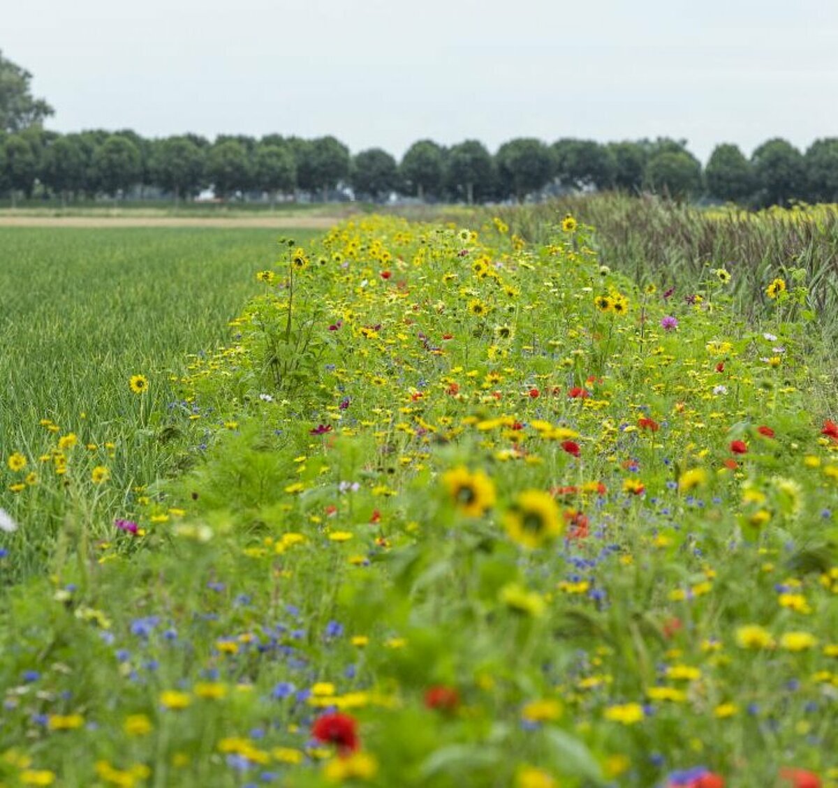 Innovatieve en duurzame groenteteelt