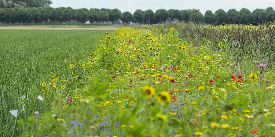 Innovatieve en duurzame groenteteelt