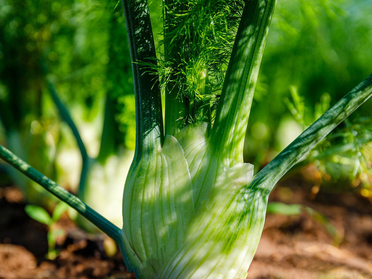 Fenchel anbau