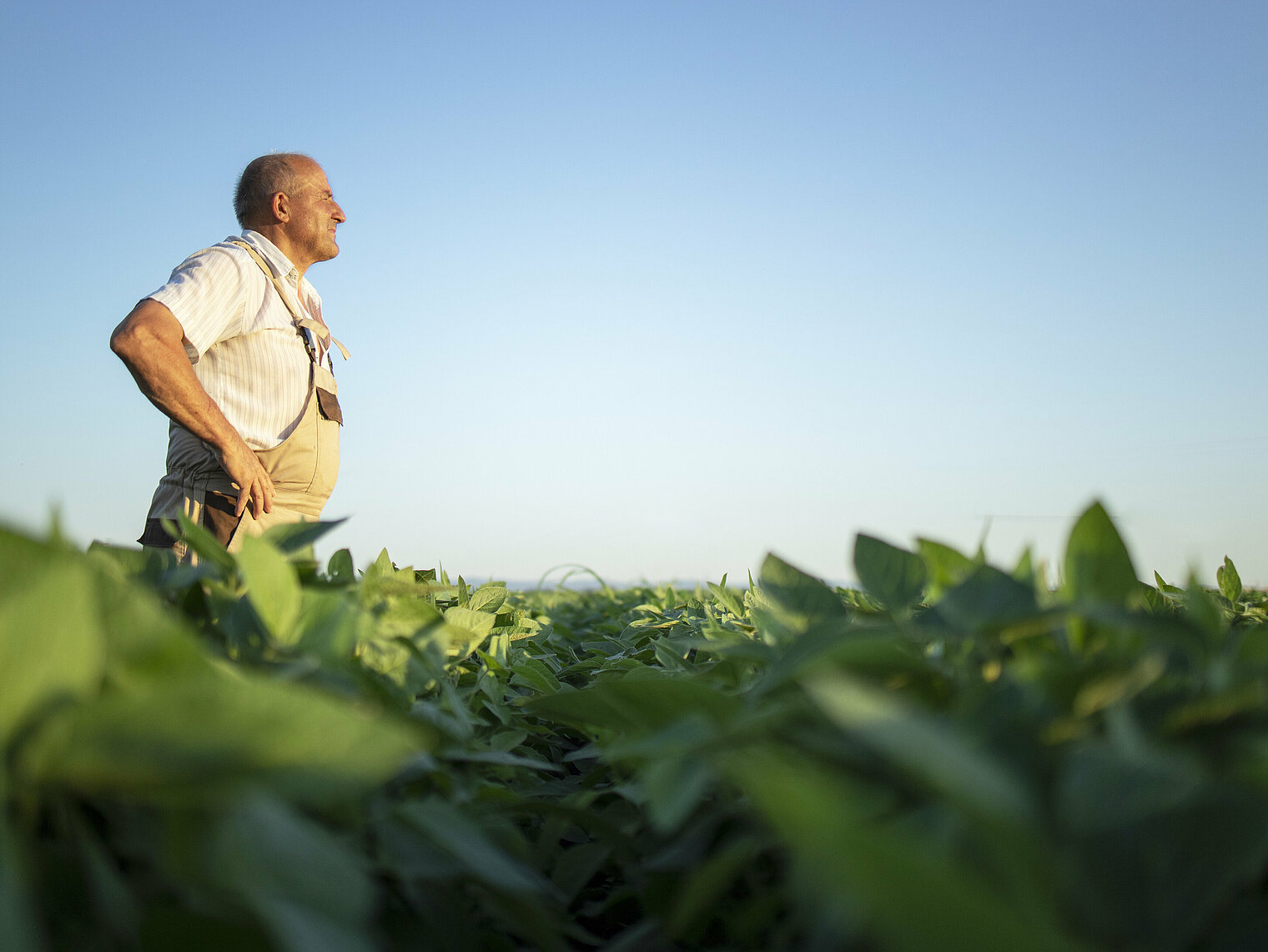 Van Oers United continues as Primeale United: The seed to plate company Van Oers United continues as Primeale United: The seed to plate company