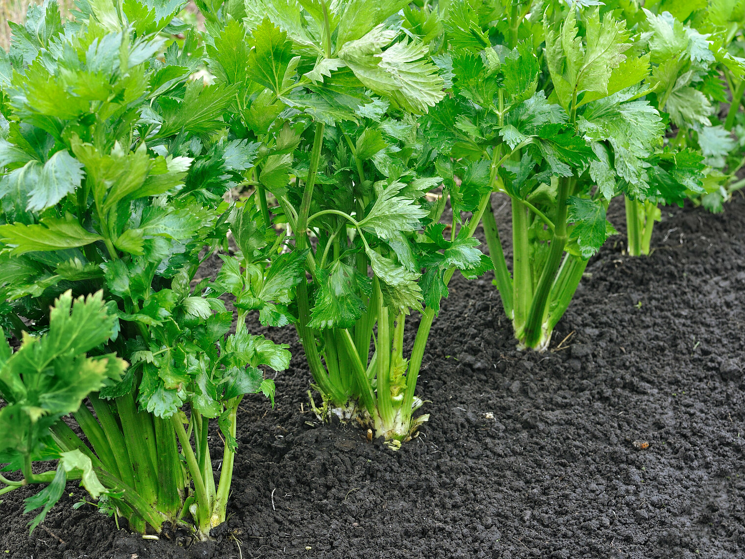 Celery cultivation